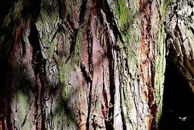 Sequoiadendron giganteum - sekvojovec obrovský - borka